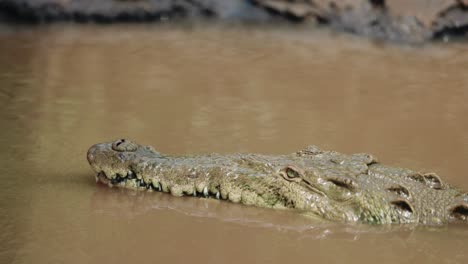 Krokodil-Nahaufnahme-Costa-Rica-River-Bootstour-Tierwelt