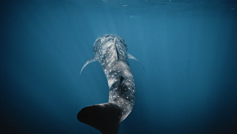 Light-dances-across-whale-shark-spotted-skin-at-surface-of-deep-blue-ocean,-slow-motion