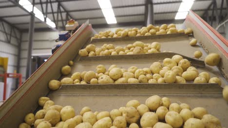 Die-Kartoffeln,-Die-Auf-Das-Förderband-Gelangen,-Werden-Gelagert-Und-Verpackt.