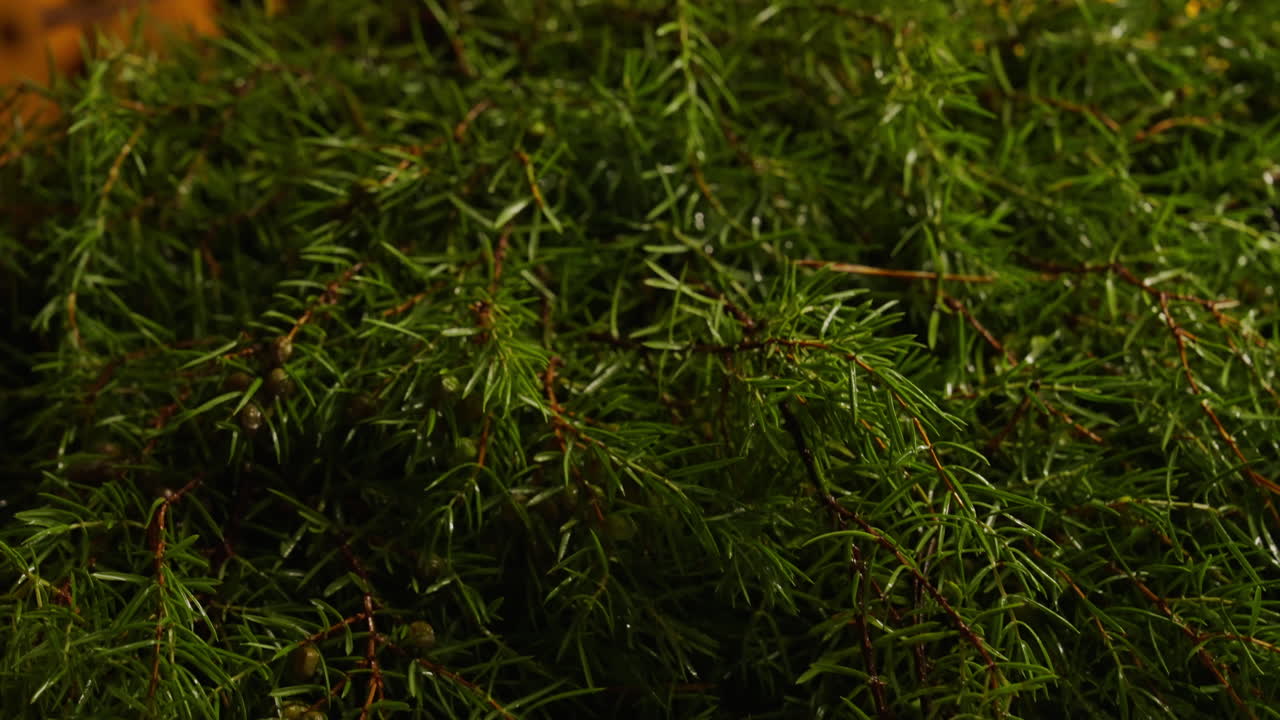 Close-up of Juniper Branches