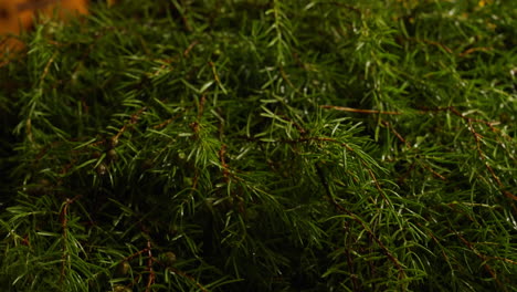 close-up of juniper branches