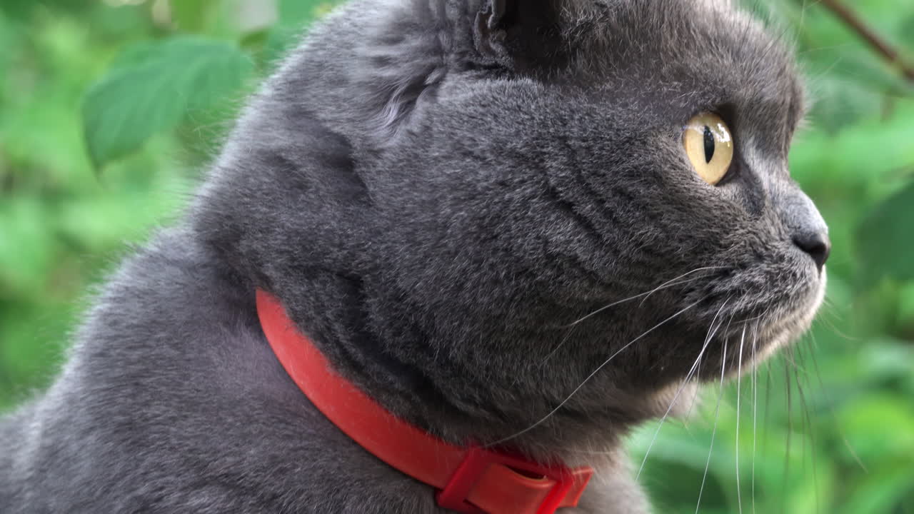 Scottish Fold cat with orange eyes and a red collar looking around in a garden