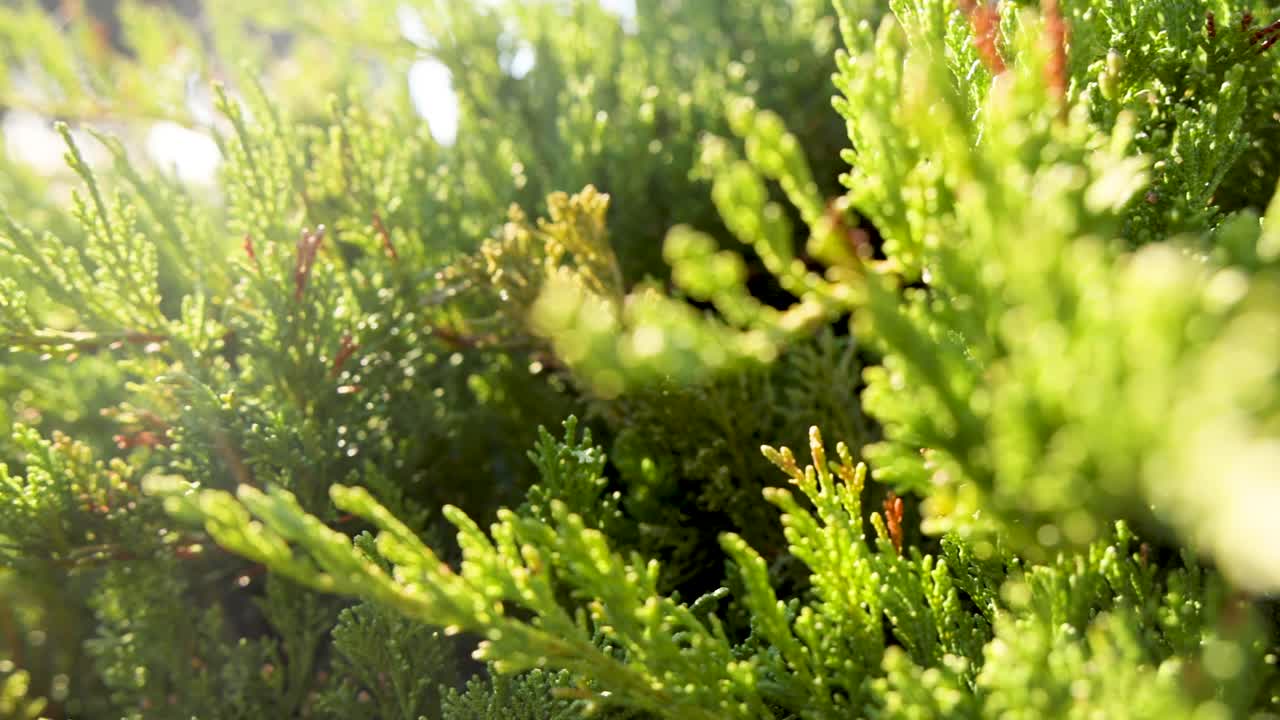 빛 에 있는 소나무 잎 의 근접 사진