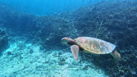 Grüne-Meeresschildkröte,-Die-Unter-Dem-Tropischen-Blauen-Meer-Schwimmt