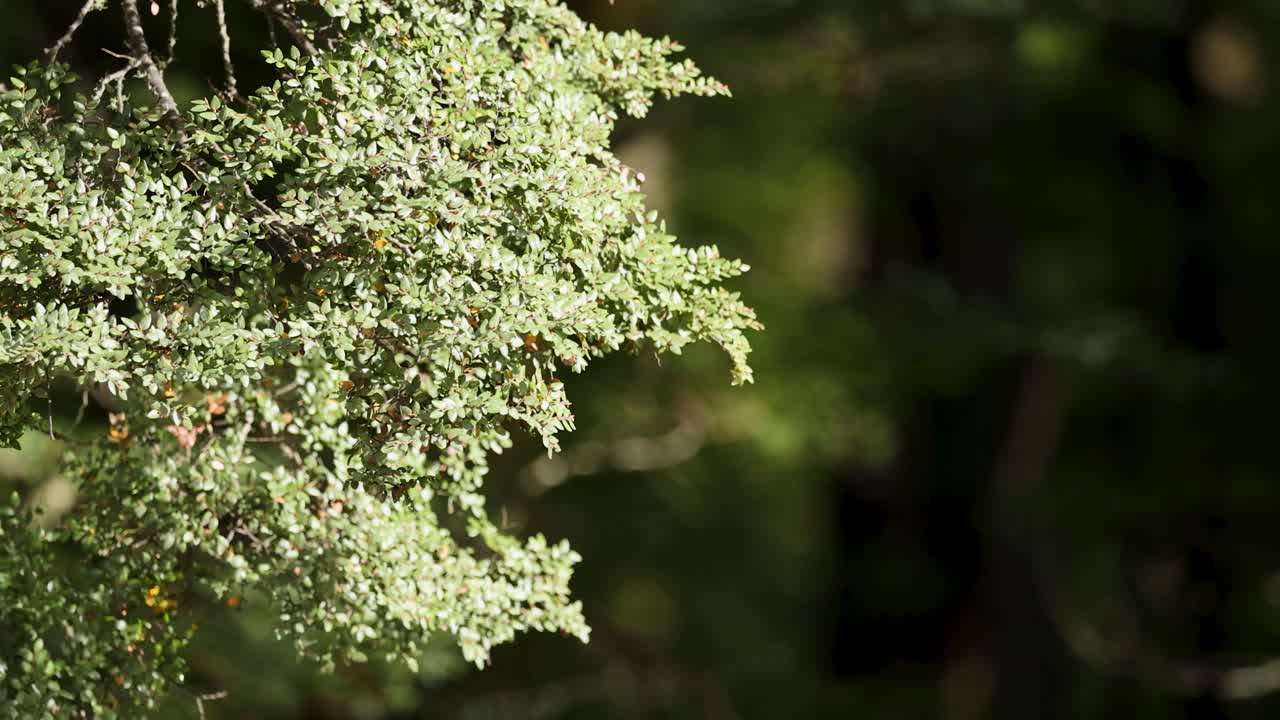 Close-up of leafy tree branches moving slightly in soft daylight, with a blurred forest background and steady camera capturing natural outdoor tranquility