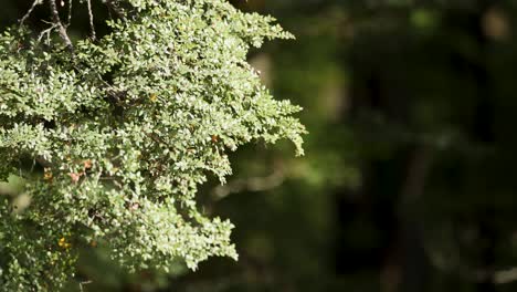 close-up of leafy tree branches moving slightly in soft daylight, with a blurred forest background and steady camera capturing natural outdoor tranquility