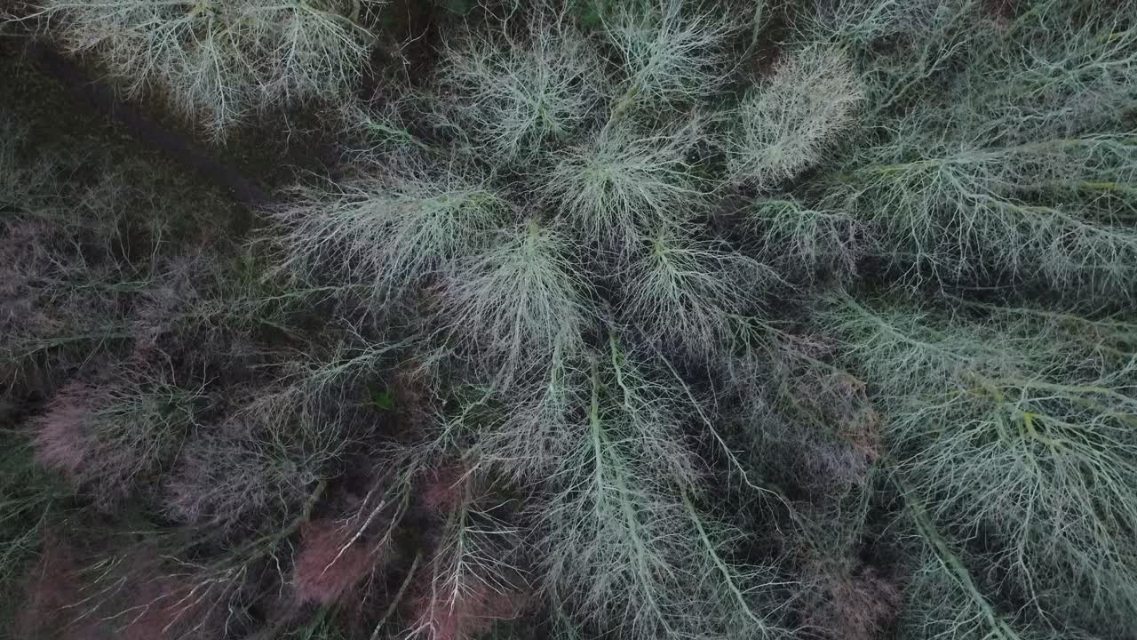 Drone moves forward above wet forest canopy with branches swaying in wind