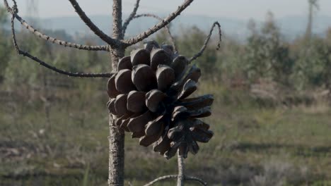 tree cone in the woods