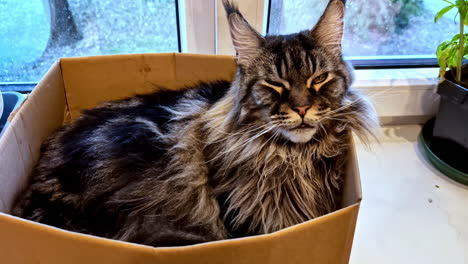 maine coon cat relaxing in a cardboard box on a windowsill surrounded by plants