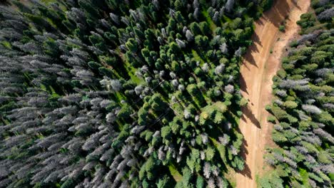 Zwei-Wanderer-Teilen-Sich-Einen-Wunderschönen-Waldweg,-Umgeben-Von-Bäumen