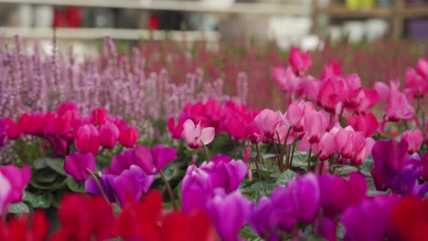 flower-display-in-a-nursery,-there-are-cyclamens-in-the-foreground-and-heather-flowers-in-the-background