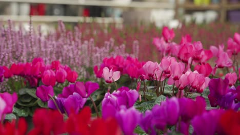 Exhibición-De-Flores-En-Un-Vivero,-Hay-Ciclamen-En-Primer-Plano-Y-Flores-De-Brezo-En-El-Fondo