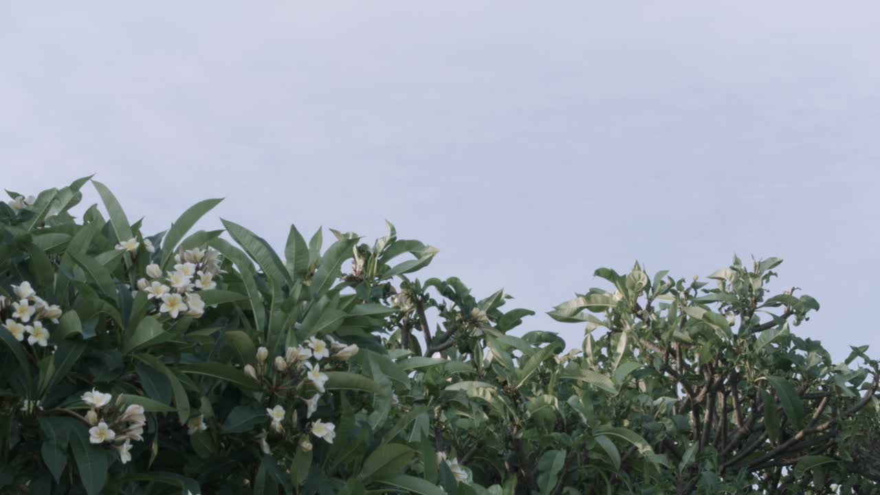aterrizaje de avión por encima de los árboles