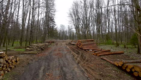 logs stacked next to dirt road in woods, logging for timber industry