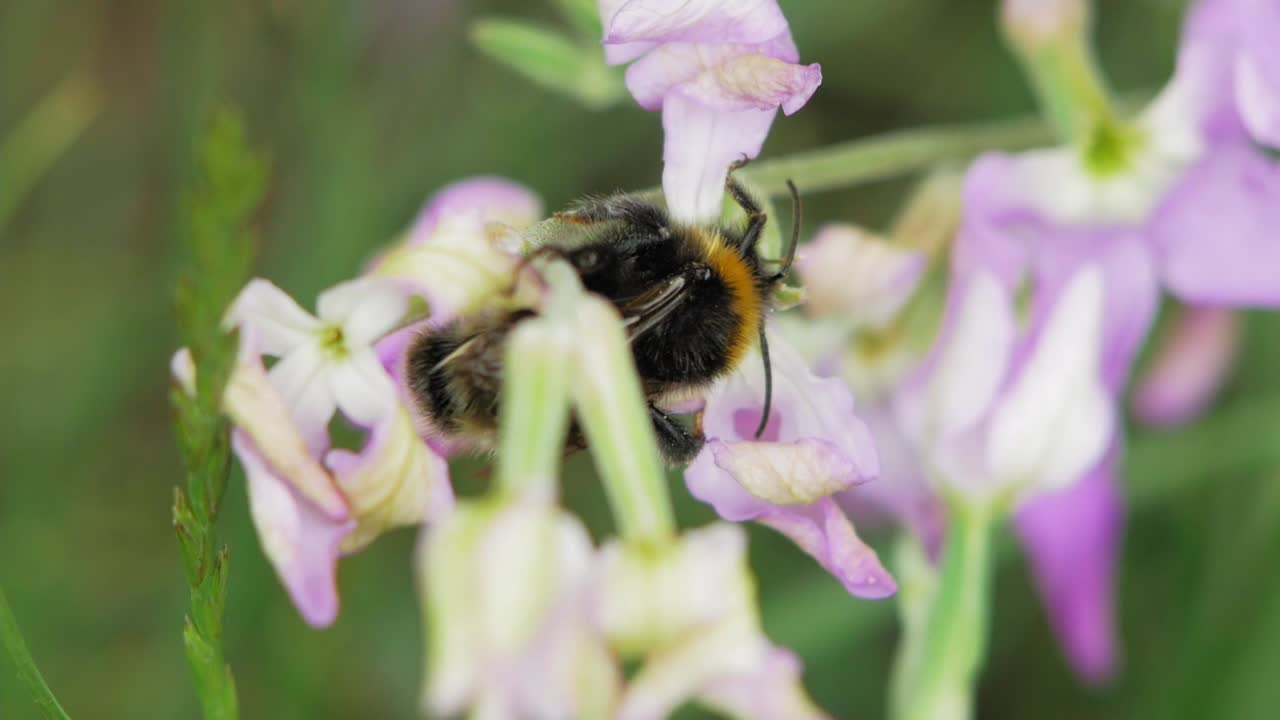 orquídeas florecientes en el jardín con abejorros chupando néctar durante la polinización
