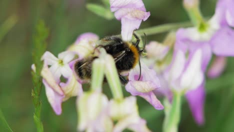 blooming orchids in the garden with bumblebee sucking nectar during pollination