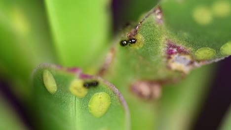 Winzige-Ameisen-Der-Gattung-Brachymyrmex-Ernähren-Sich-Von-Der-Flüssigkeit,-Die-Von-Cochineals-Auf-Einer-Sukkulentenpflanze-Abgesondert-Wird