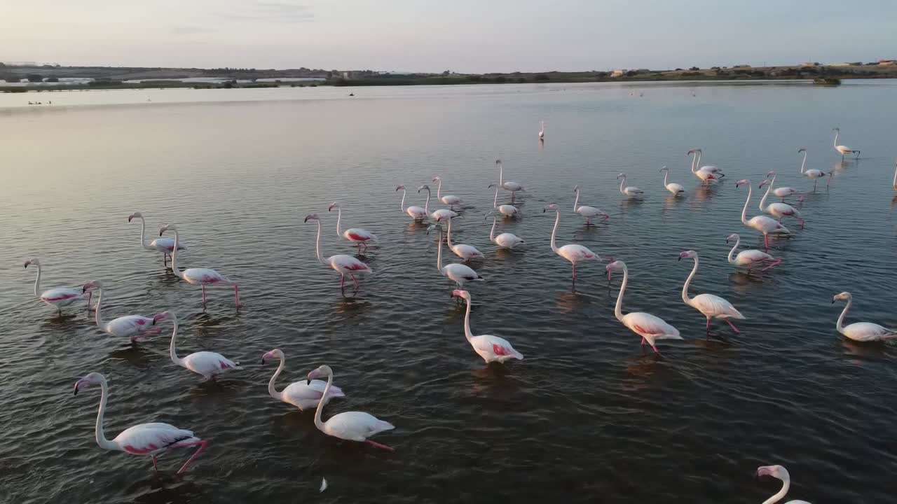 Flamboyance Of Pink Flamingos Wading On The Shallow Water By The Vendicari Reserve, Sicily, Italy At Sunset