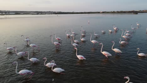 flamboyance of pink flamingos wading on the shallow water by the vendicari reserve, sicily, italy at sunset