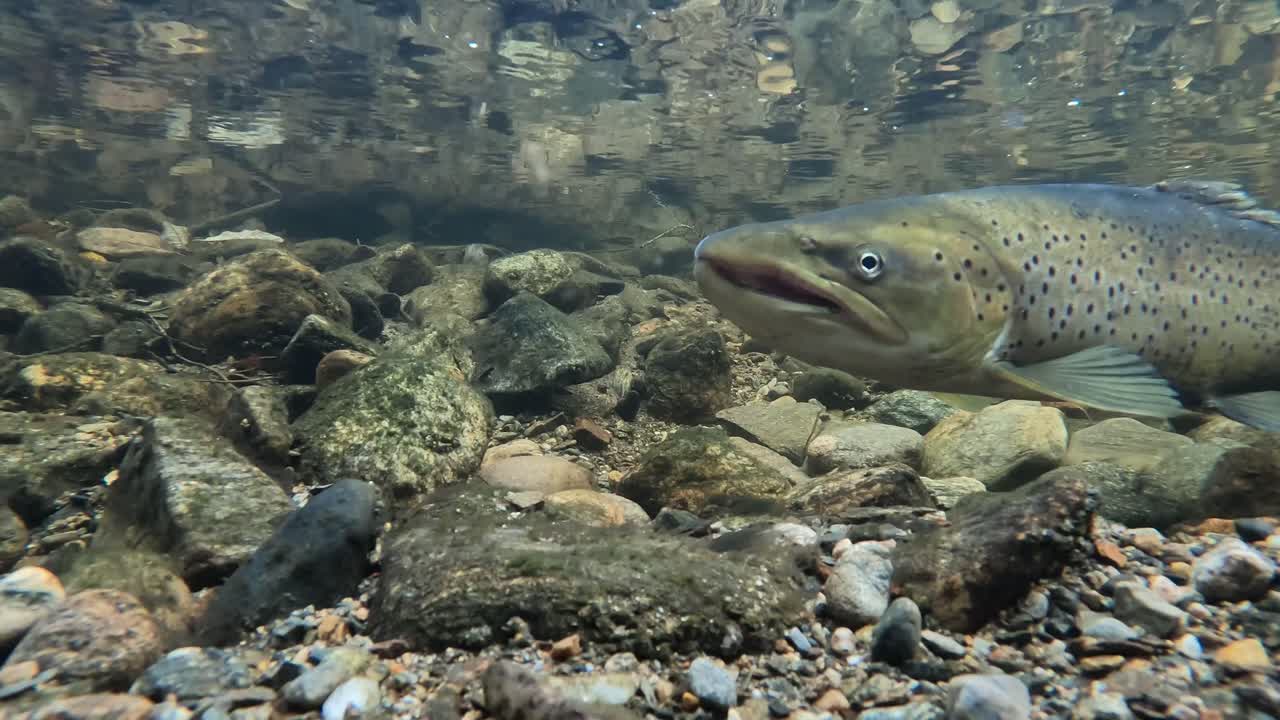 Close up of large Sea Trout hovering in current of Granvin River during spawning season, Norway.