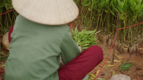 planting young trees