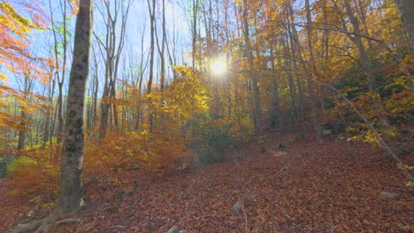 Mit-Gimbal-Nach-Vorne-Gleiten.-Farbenfroher-Herbst-Im-Bergwald.-Ockerfarben,-Rote-Orangen-Und-Gelbtöne.-Trockene-Blätter.-Schöne-Bilder.-Natur-Ohne-Menschen