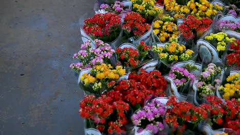 hermosa y colorida kalanchoe blossfeldiana o flor de la fortuna plantada en macetas para ser vendida en floricultura