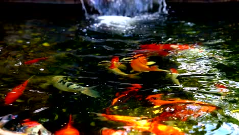 koi fish or amur carp fish swimming in pond. it more specifically nishikigoi and colored varieties of carp in outdoor in pond and water garden.