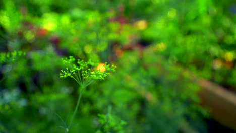 eneldo va a florecer en el jardín