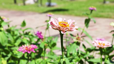 pink zinnia flower in a garden path with person walking