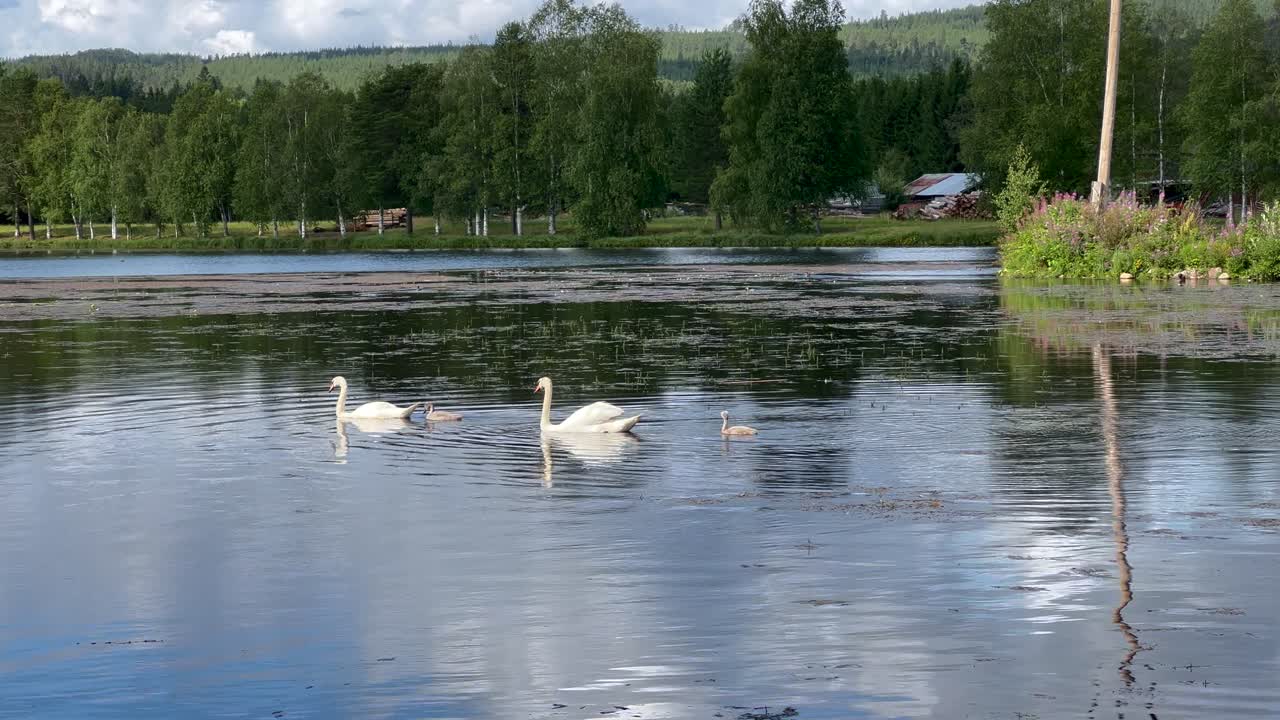 배경 에 나무 가 있는 은 여름 날 에 작은 호수 에서 수영 하는 두 명 의 성인 과 두 명 의 새끼 의 백조 가족