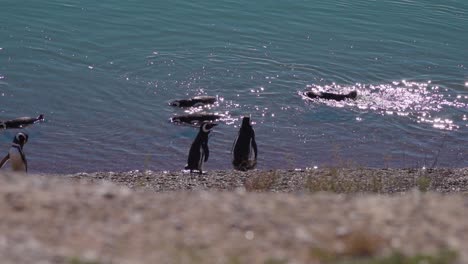 magellanic penguins swimming on blue crystal ocean near coast of patagonia, at peninsula valdes, argentina