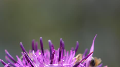 macro footage of bumblebee on purple flower during sunny day in spring season