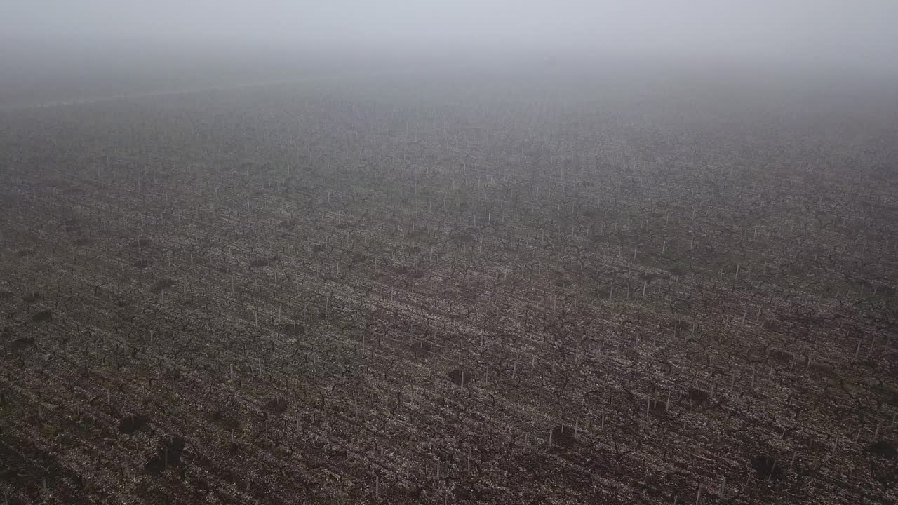 Drone descending over vineyard of Cos d'Estournel castle on foggy day,  Bordeaux in France. Aerial forward