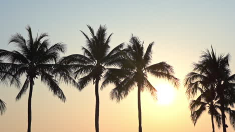 A-bright-yellow-sun-peaks-through-the-fronds-of-a-line-of-palm-trees