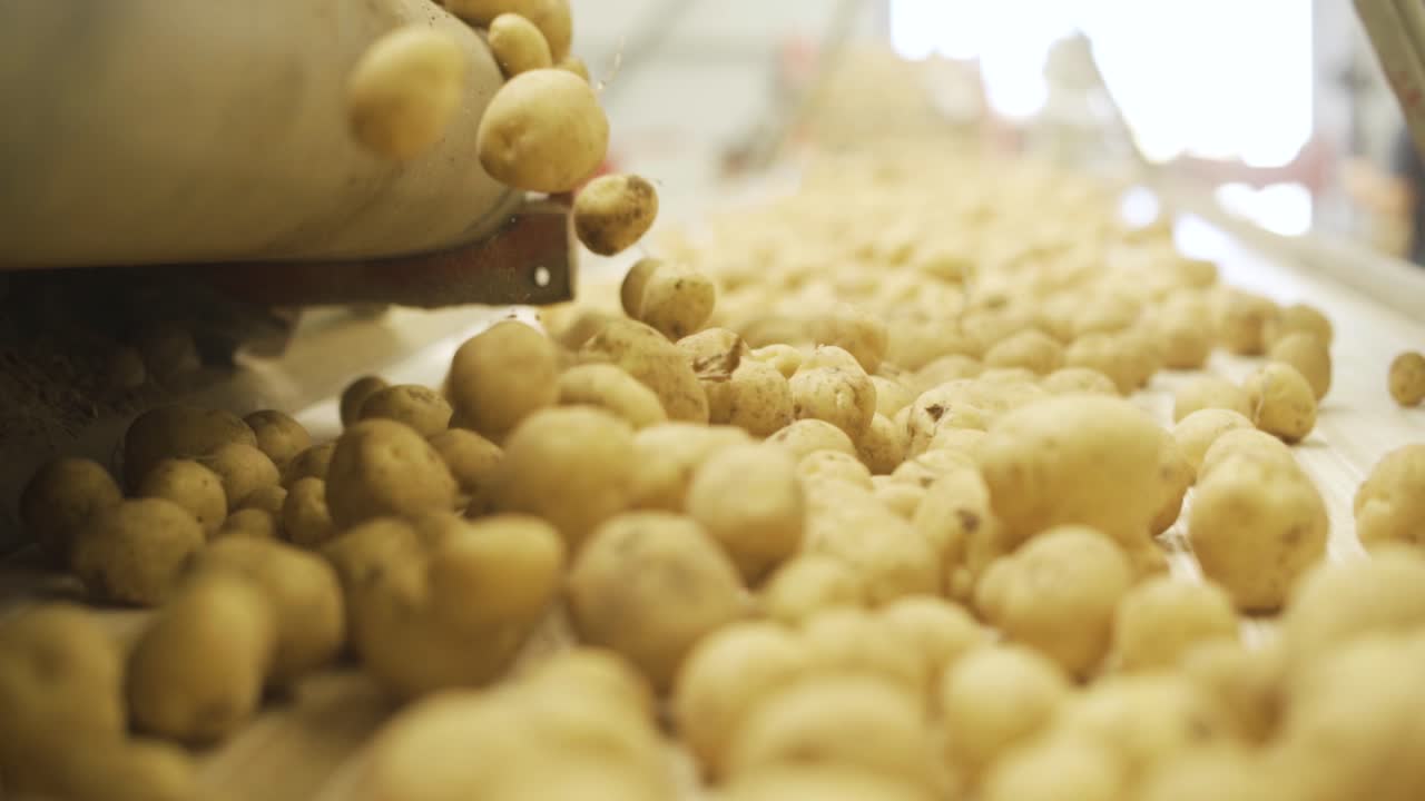 Potatoes on conveyor in slow motion.