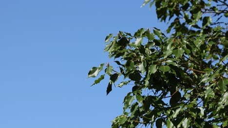 green tree branches gently sway under a bright blue sky, capturing a serene and peaceful outdoor scene