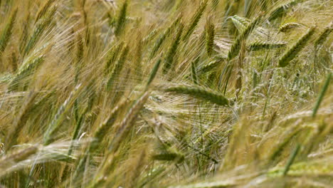 close-up of a field of ripening wheat or barley