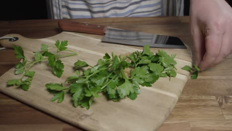 a chef carefully selects leaves of fresh flat-leaf parsley