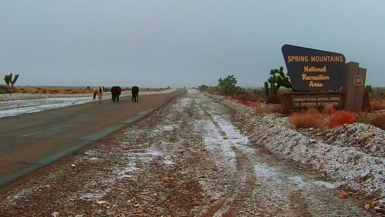 봄 산 국립 레크리에이션 지역과 겨울에 야생 말
