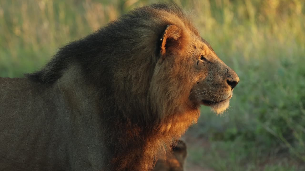 Closeup of a male lion's head looking into the distance in beautiful golden light, Greater Kruger.