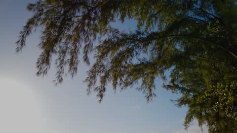 un lapso de movimiento que comienza enfocado en un árbol y finalmente termina en la playa