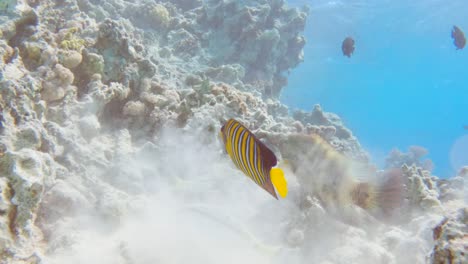 Royal-Angelfish-Essen-Und-Schwimmen-Im-Blauen-Wasser-Des-Roten-Meeres,-Zeitlupe