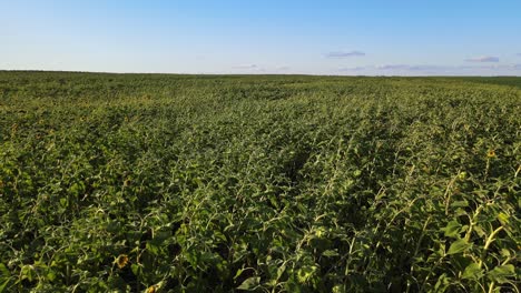 expansive sunflower fields under blue sky in la pampa province, pampeana region, argentina. dolly in drone aerial flyover