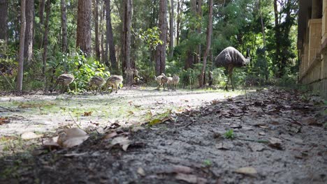 Emú-Con-Pollitos-Forrajeando-Junto-A-Una-Casa-De-Campo-En-Un-Bosque-Denso