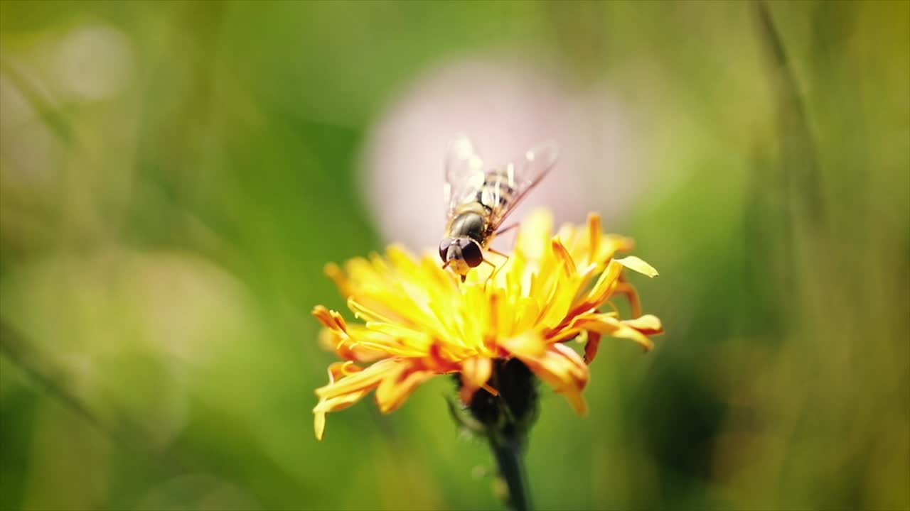 la avispa recoge el néctar de la flor crepis alpina en cámara lenta.