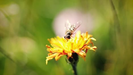 Wespe-Sammelt-Nektar-Aus-Der-Blüte-Crepis-Alpina-In-Zeitlupe.