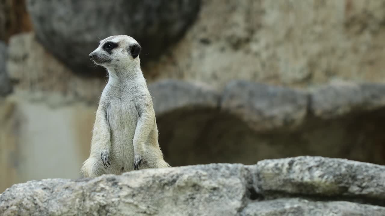 Meerkat Standing Alert on Stone in Natural Habitat with Rocky Background