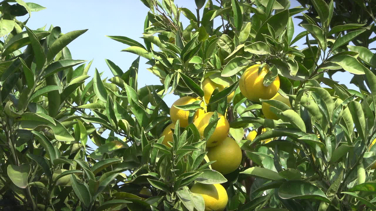 Close up of green oranges ripening on a tree branch