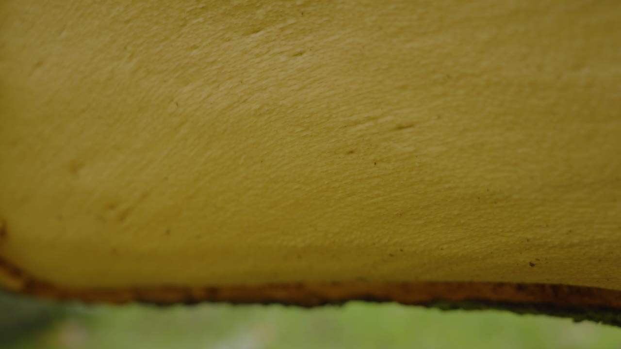 pedestal todavía abajo a través de exu de árbol